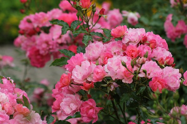 Nettoyage toiture marseille : l'art de préserver votre toit