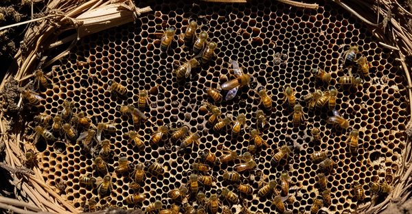 Destruction de nid de frelons à arcachon : protégez vos abeilles !