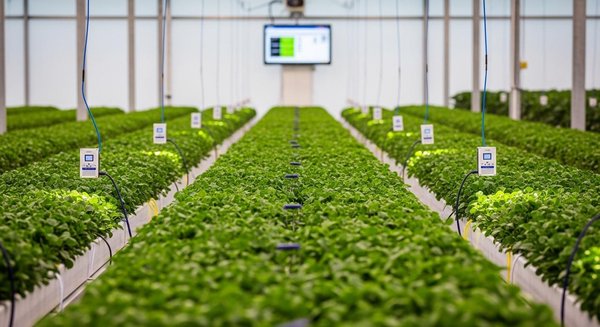 Capteur de lumière pour culture horticole : les innovations qui transforment la gestion lumineuse